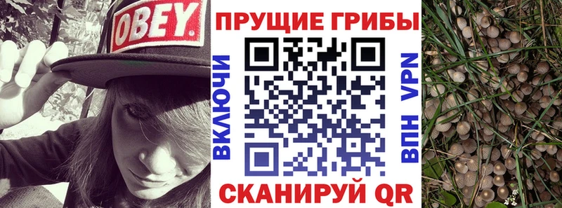 Псилоцибиновые грибы Psilocybe  Надым 